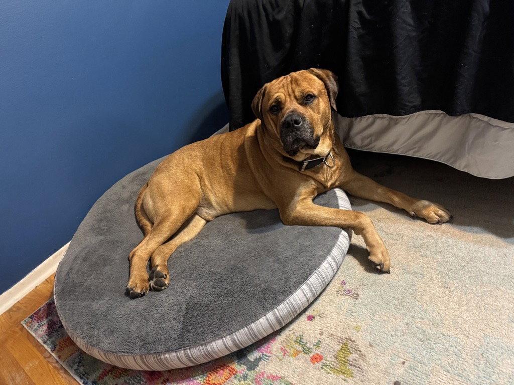 Zuke, a Adopted Mastiff in St. Louis, MO image 1/3