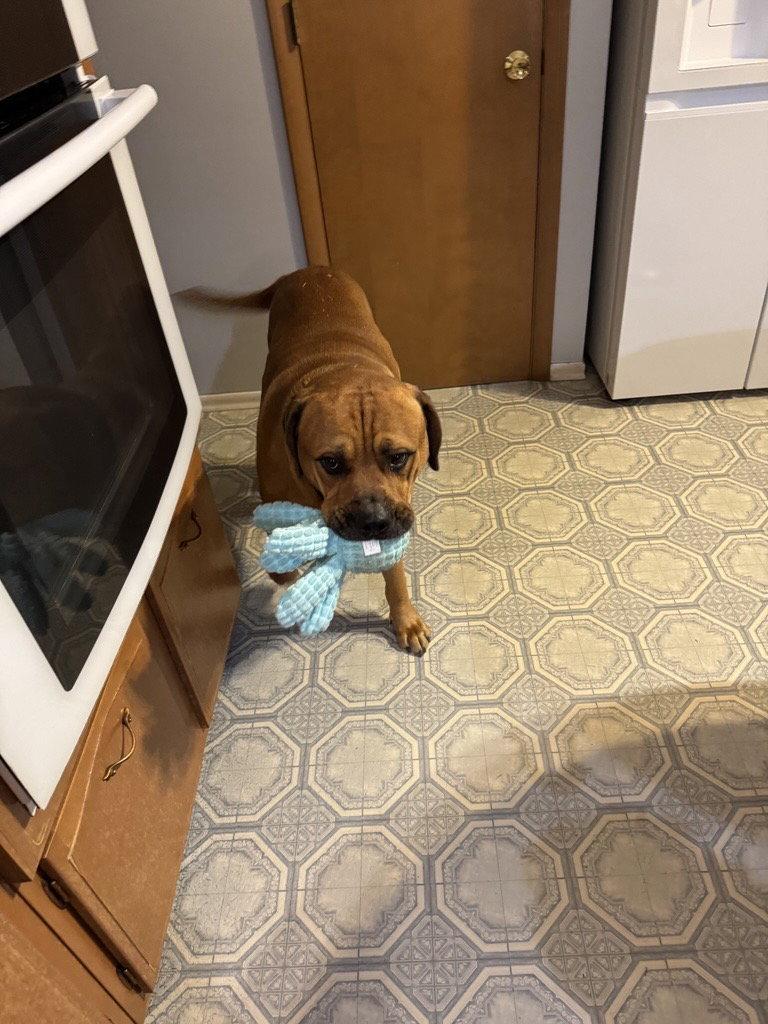 Zuke, a Adopted Mastiff in St. Louis, MO image 2/3