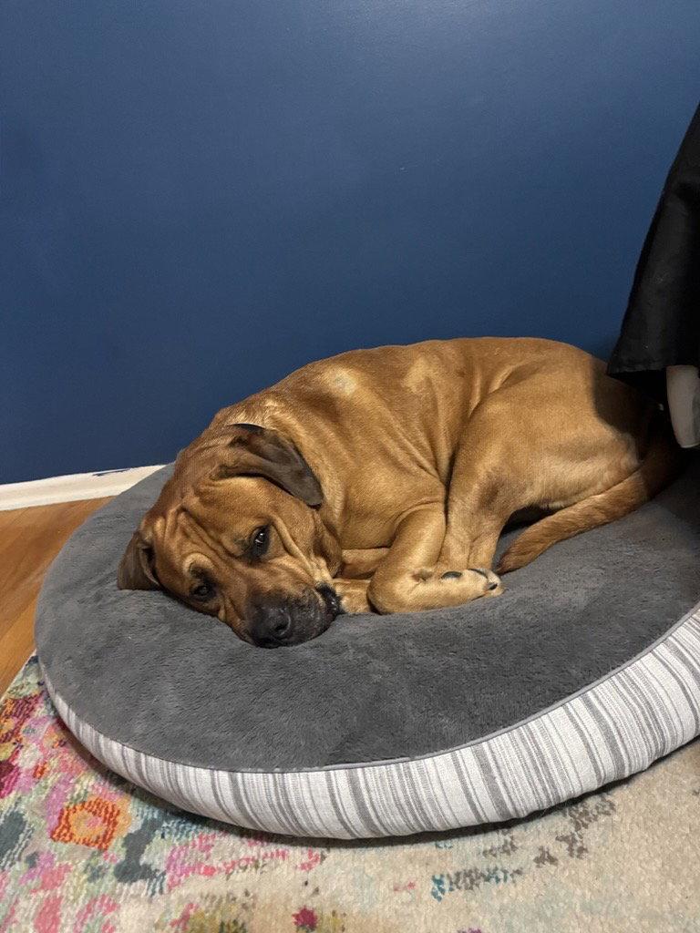 Zuke, a Adopted Mastiff in St. Louis, MO image 3/3