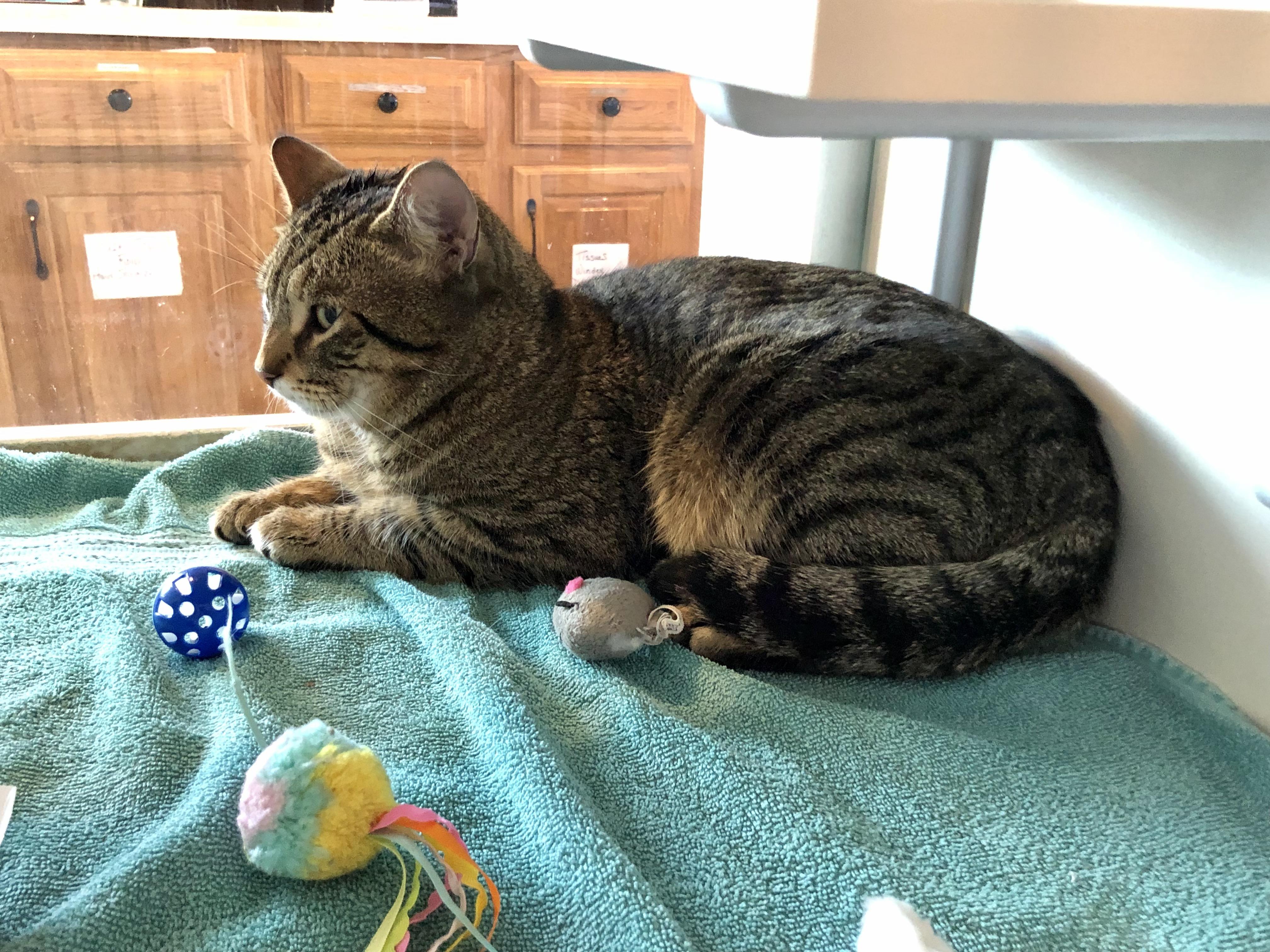 Enlarge Bento Box, an adoptable Domestic Short Hair in Salisbury, MA image 3/4