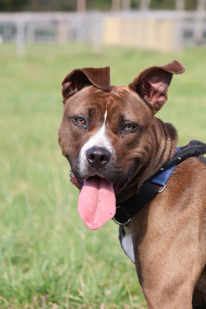 Juno, Adoptable, Young Female Mixed Breed.