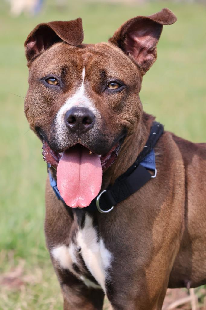 Enlarge Juno, a Adoptable mixed breed in Columbia, TN image 2/4