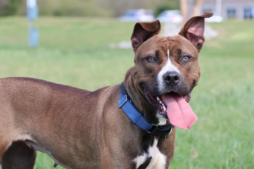 Enlarge Juno, a Adoptable mixed breed in Columbia, TN image 3/4