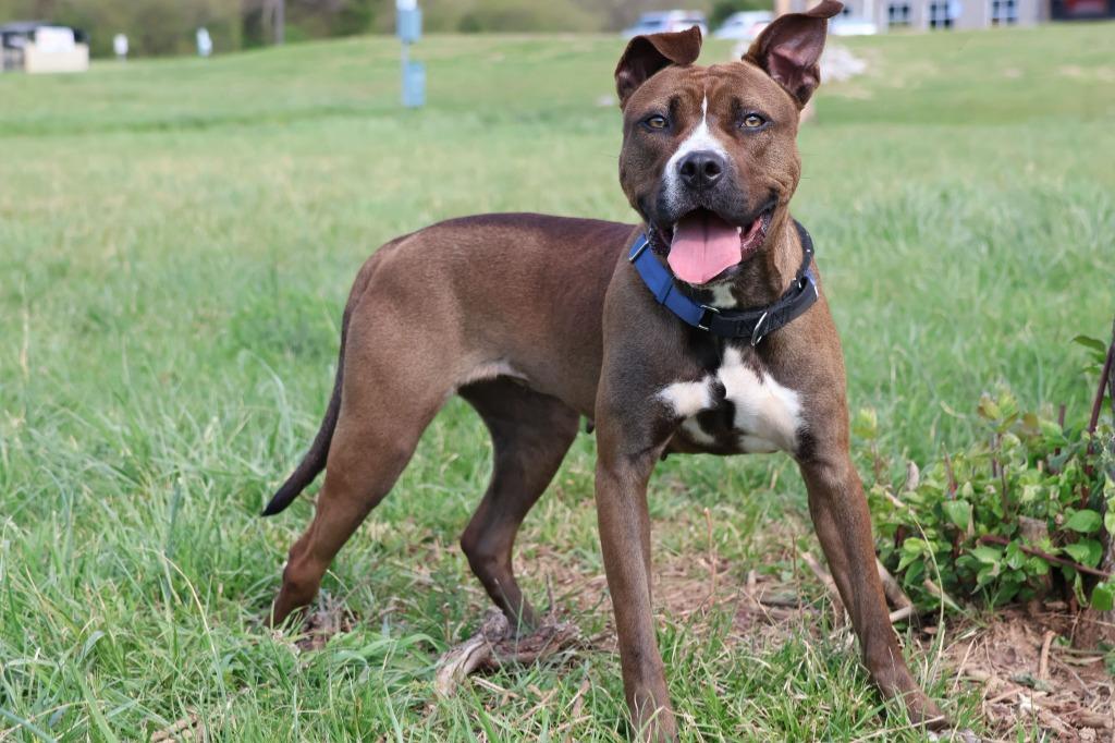 Enlarge Juno, a Adoptable mixed breed in Columbia, TN image 4/4