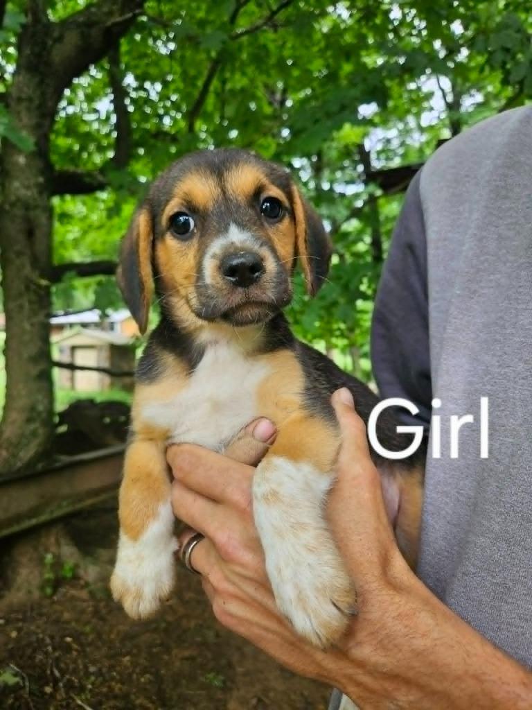 CARLEY, Adoptable, Puppy Female Beagle & Australian Cattle Dog / Blue Heeler.