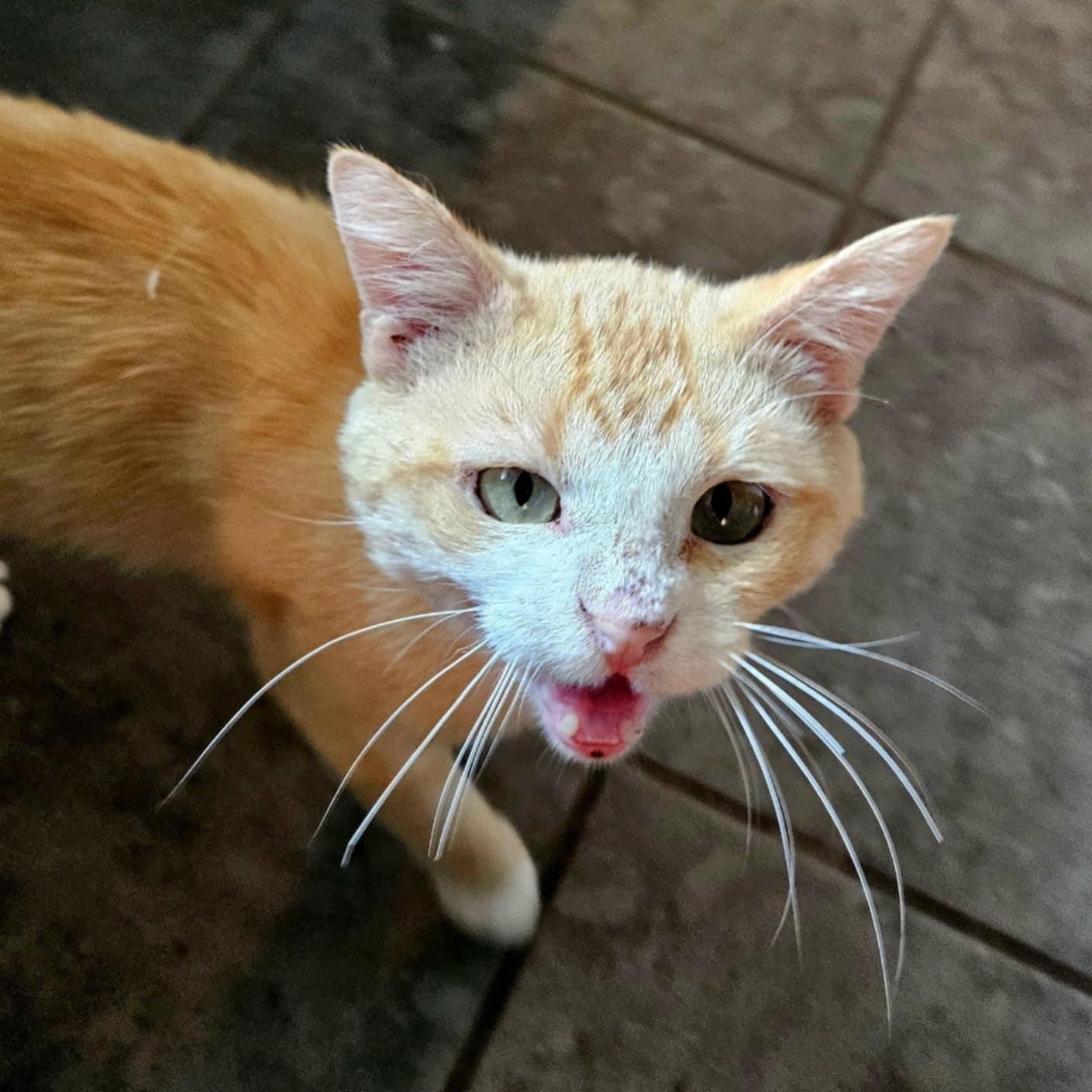 Quinn, a Adoptable Domestic Short Hair in Sedalia, MO image 5/5