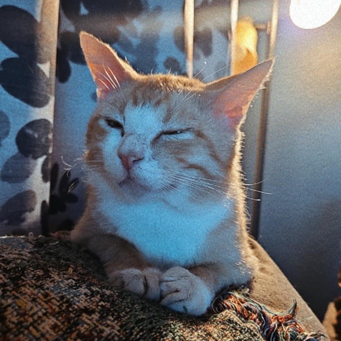 Quinn, a Adoptable Domestic Short Hair in Sedalia, MO image 1/5