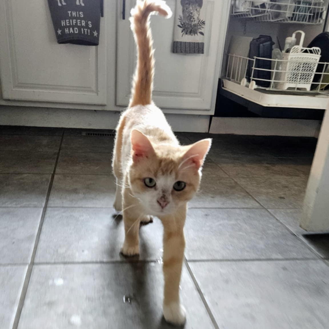 Quinn, a Adoptable Domestic Short Hair in Sedalia, MO image 3/5