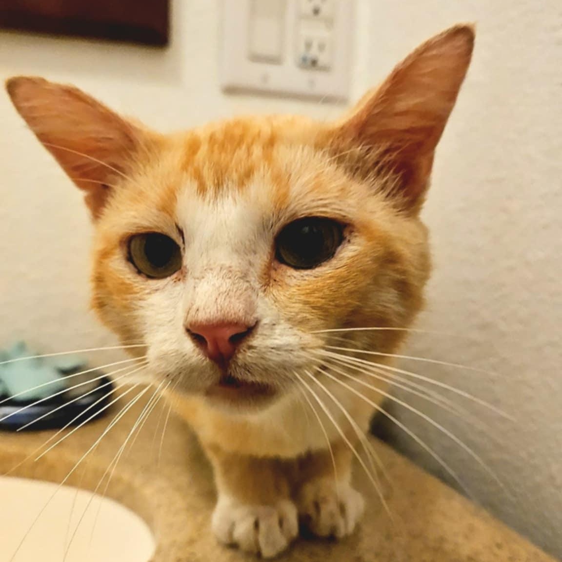 Quinn, a Adoptable Domestic Short Hair in Sedalia, MO image 4/5