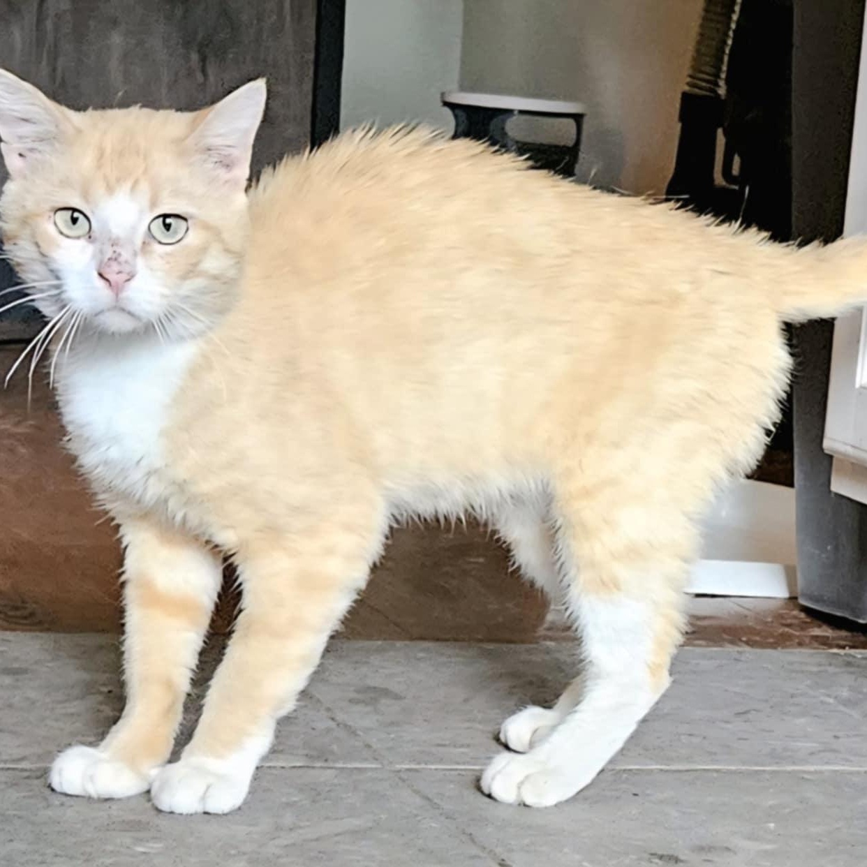 Quinn, a Adoptable Domestic Short Hair in Sedalia, MO image 2/5