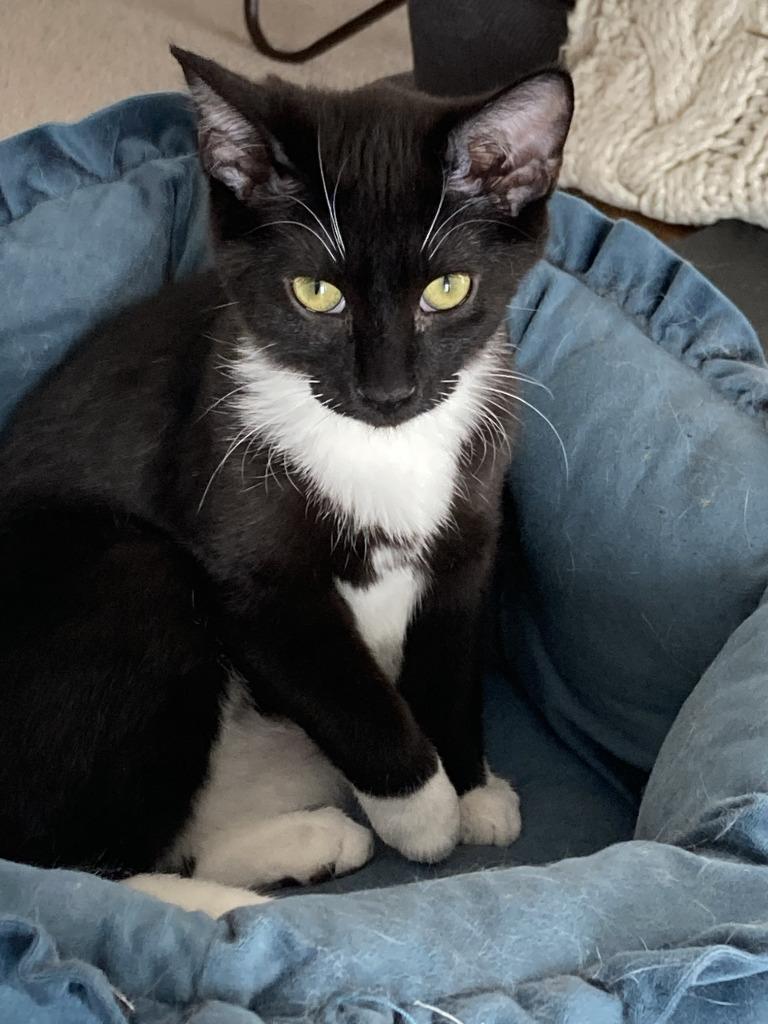 Enlarge Dixie, a Adoptable mixed breed in St. Cloud, MN image 2/2