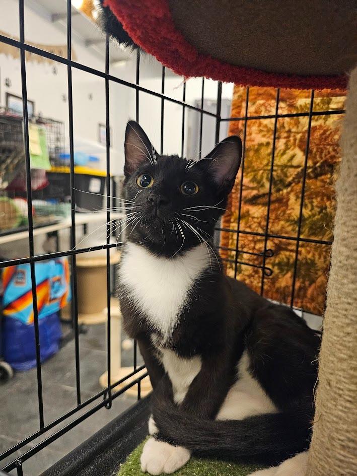 Dixie, Adoptable, Kitten Female Domestic Short Hair.