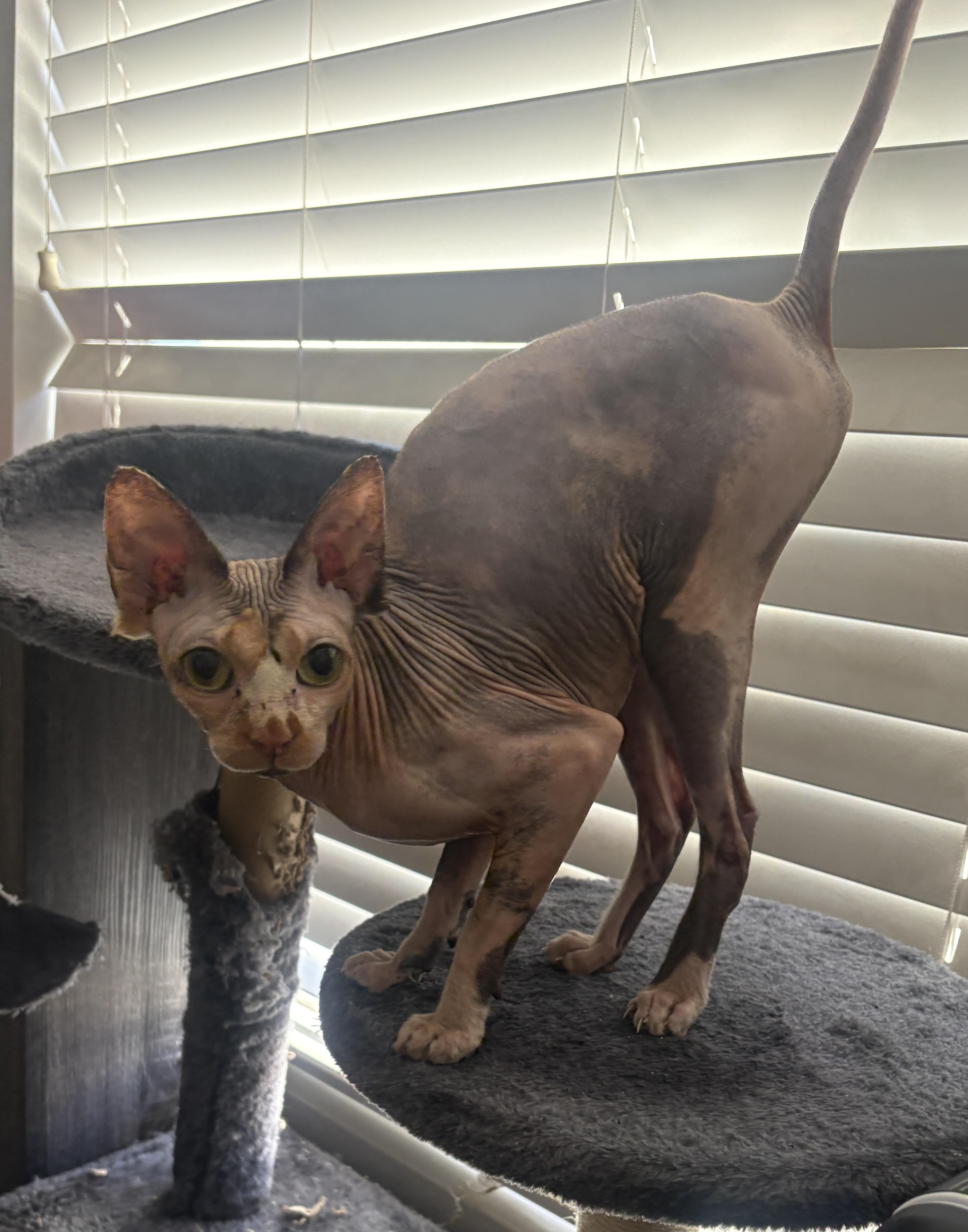 Peaches & Coco (Bonded Pair) — thumbnail 2