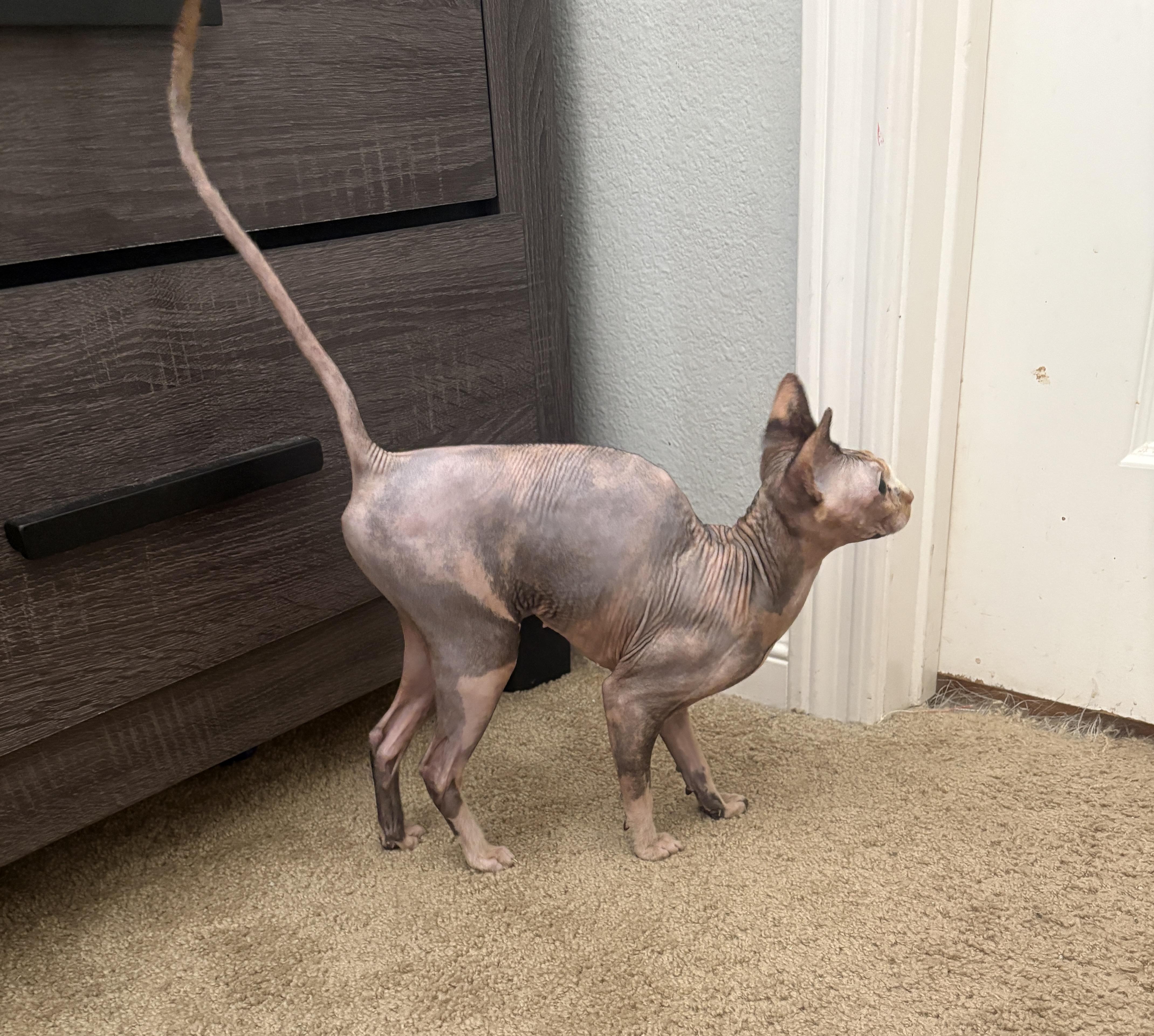 Peaches & Coco (Bonded Pair) — thumbnail 3