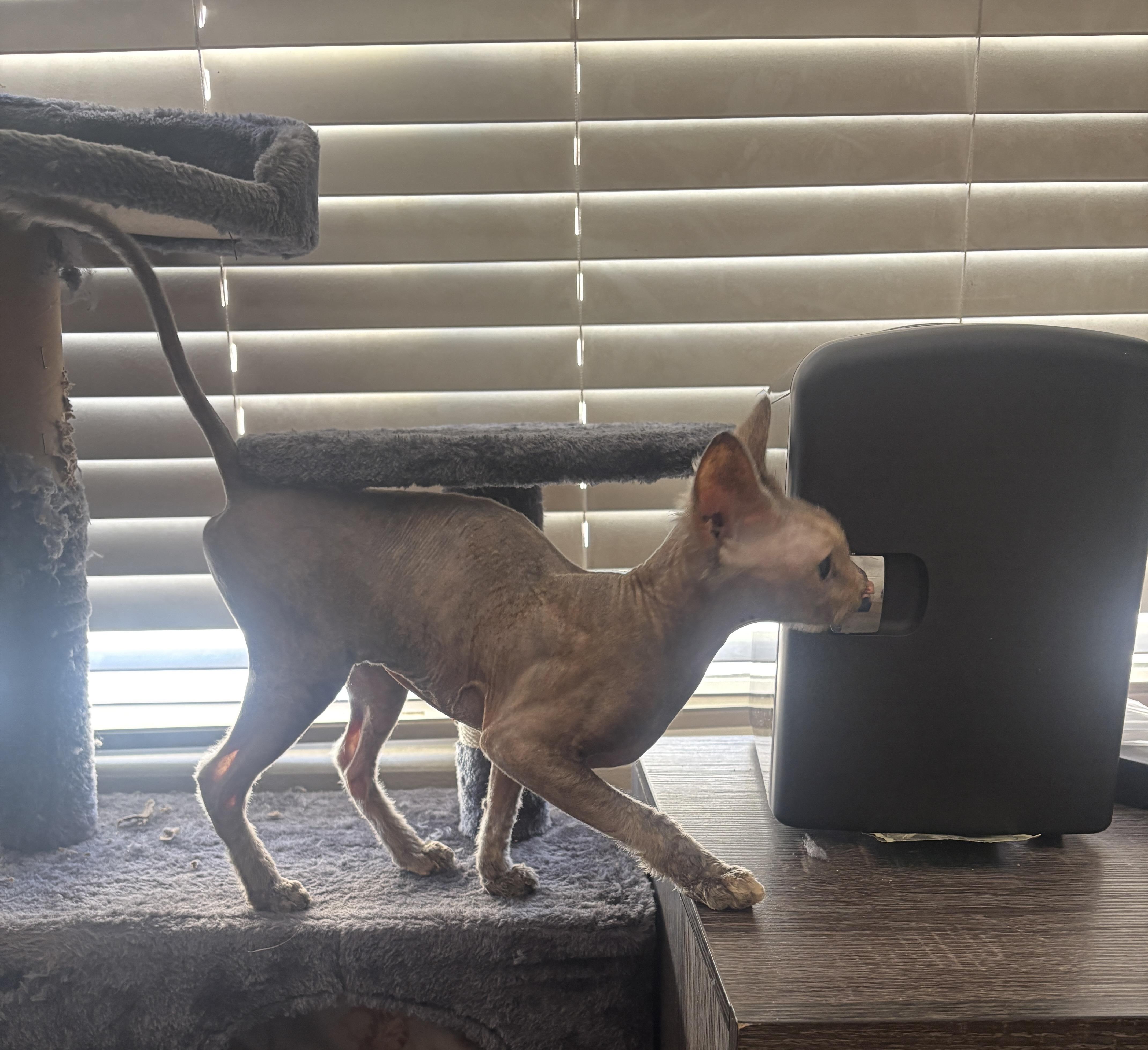 Peaches & Coco (Bonded Pair) — thumbnail 4