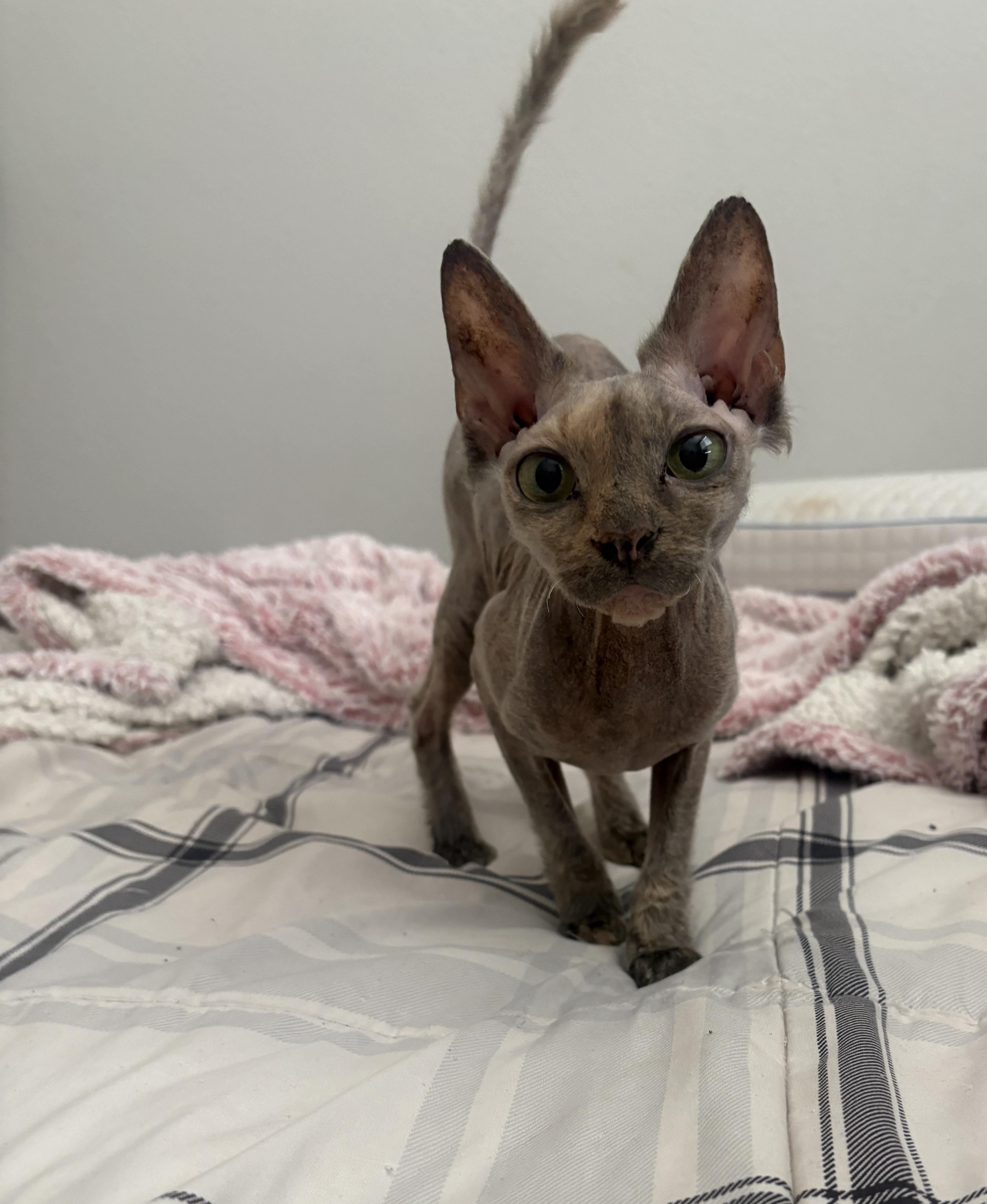 Peaches & Coco (Bonded Pair) — thumbnail 5