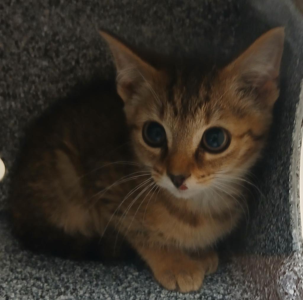 Enlarge Casto, a Adoptable mixed breed in Greenfield, IN image 1/1