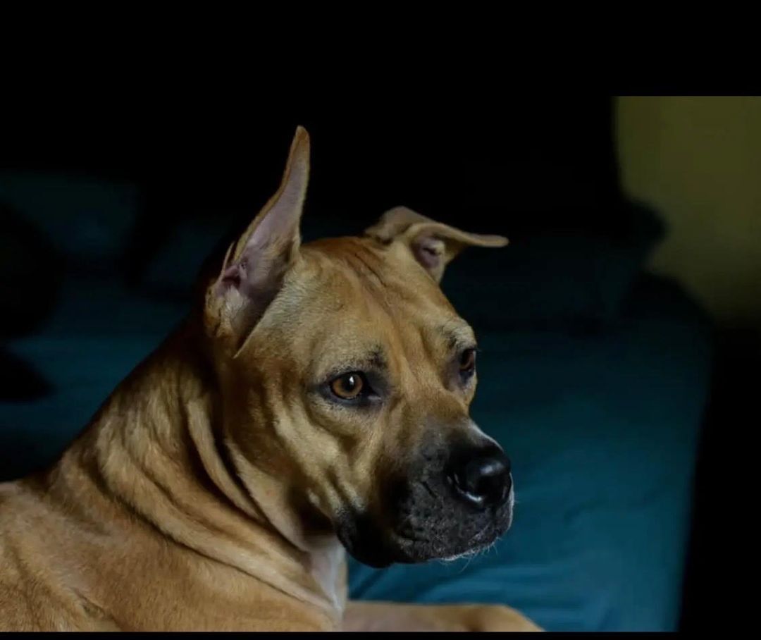 Enlarge Portia, a Adoptable Pit Bull Terrier in Silver Spring, MD image 3/4