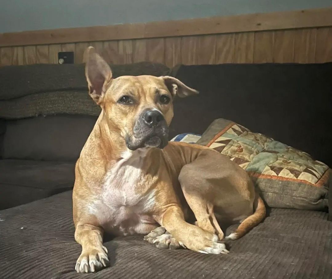 Portia, Adult Female Pit Bull Terrier