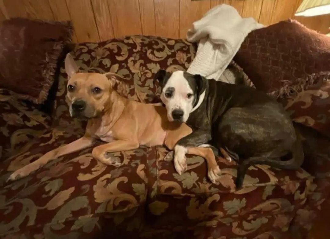 Enlarge Portia, a Adoptable Pit Bull Terrier in Silver Spring, MD image 4/4