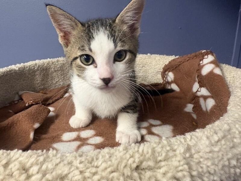 Raff, a Adoptable Domestic Short Hair in Belton, MO image 1/3