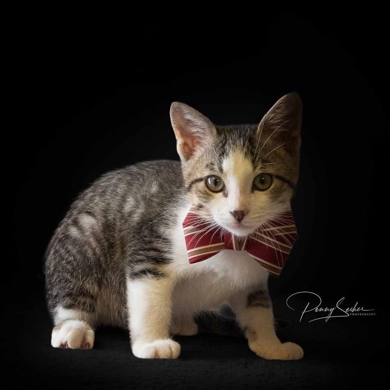 Raff, a Adoptable Domestic Short Hair in Belton, MO image 3/3