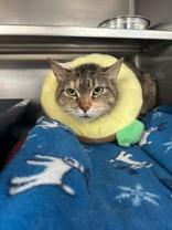 Enlarge Soprano, a ADOPTABLE Domestic Short Hair in Manitowoc, WI image 1/1