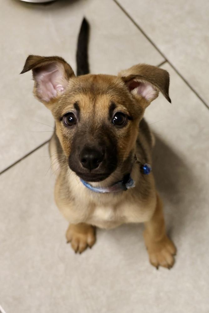 Enlarge Chrome, a ADOPTABLE Shepherd in TUCSON, AZ image 1/3