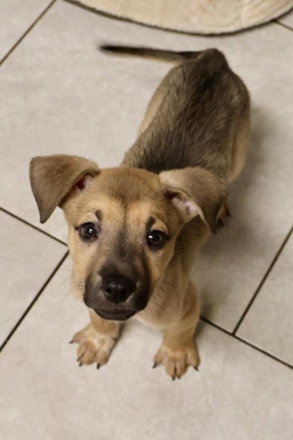 Enlarge Chrome, a ADOPTABLE Shepherd in TUCSON, AZ image 2/3