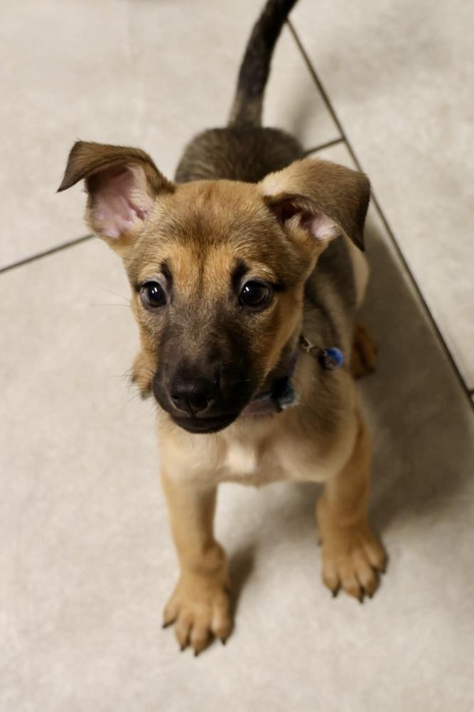 Enlarge Chrome, a ADOPTABLE Shepherd in TUCSON, AZ image 3/3