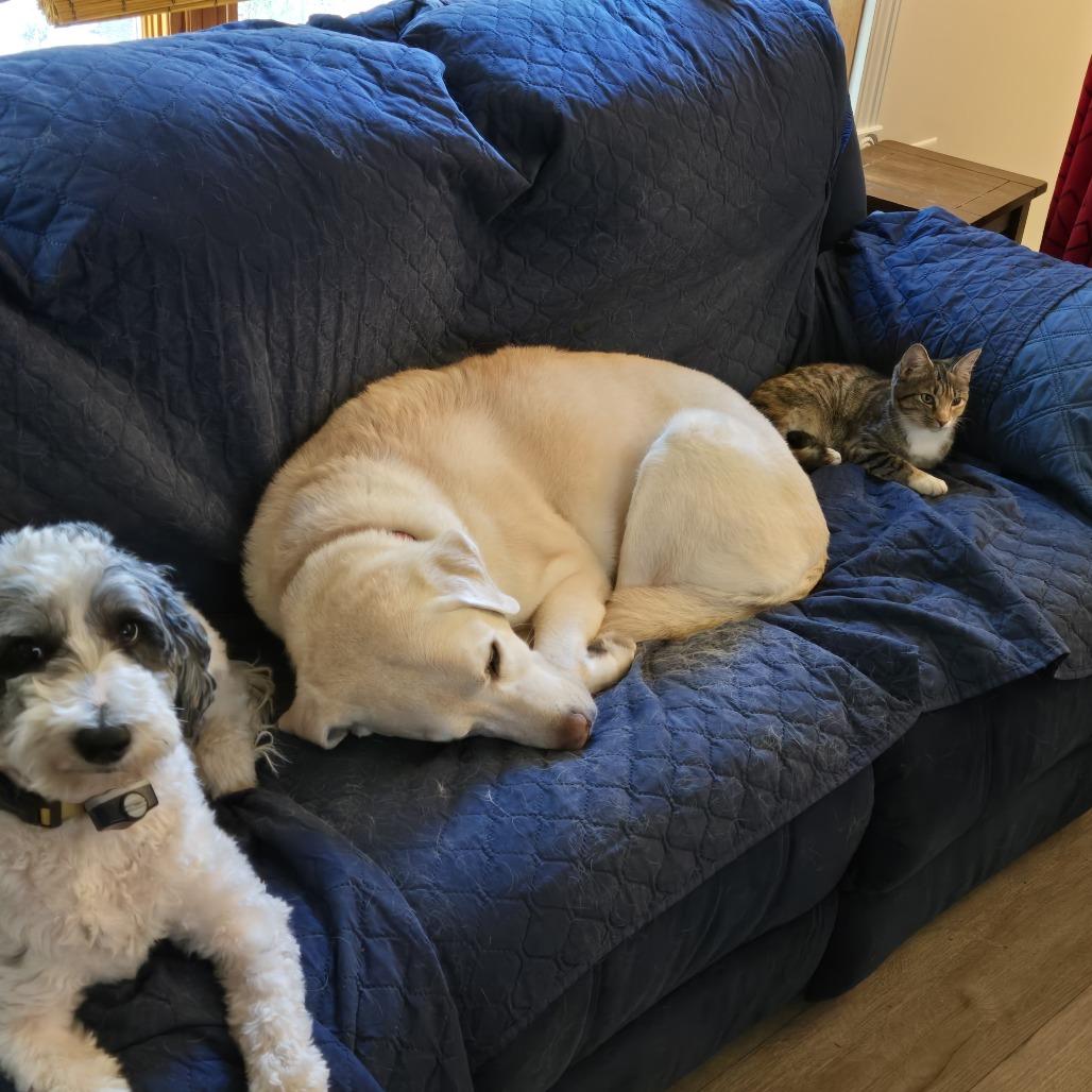 Enlarge Lilo in Arnold, MD, a Adoptable Domestic Short Hair in Alexandria, VA image 1/6