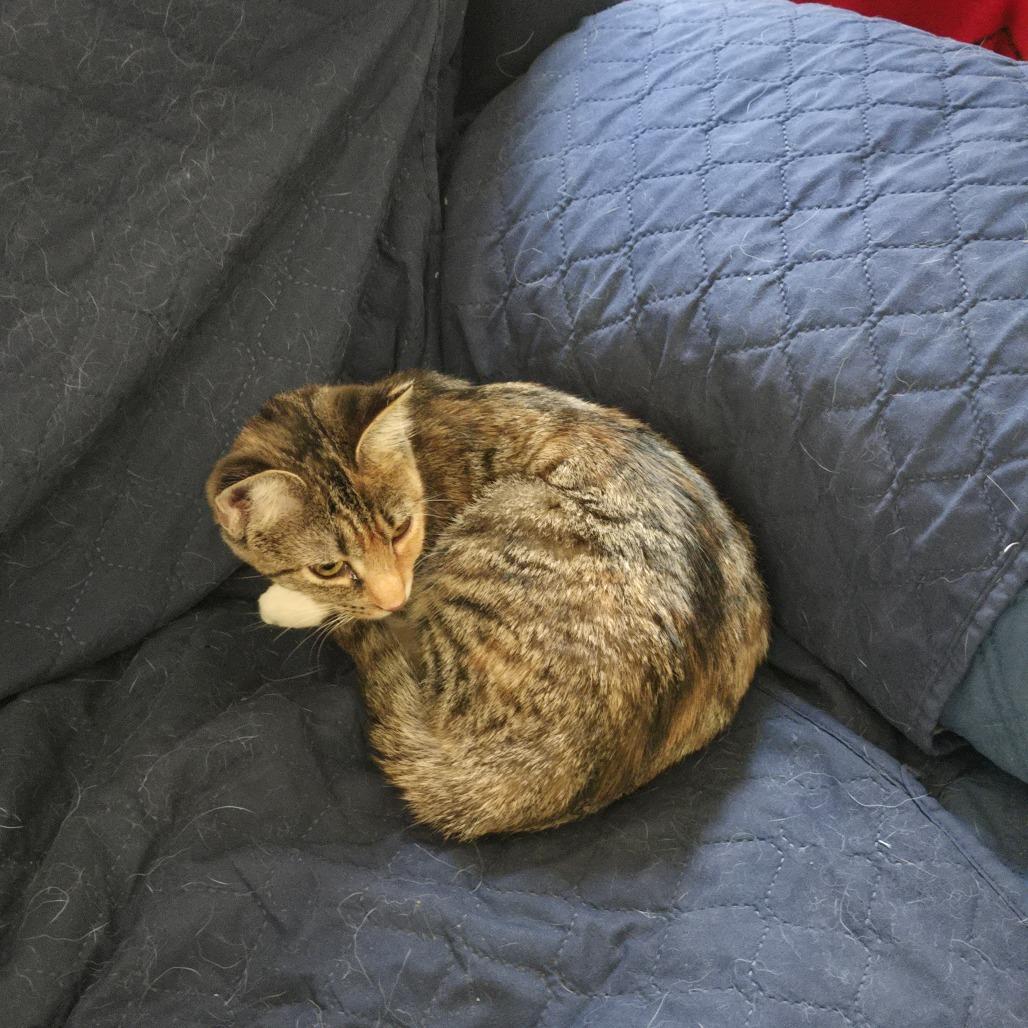 Enlarge Lilo in Arnold, MD, a Adoptable Domestic Short Hair in Alexandria, VA image 2/6