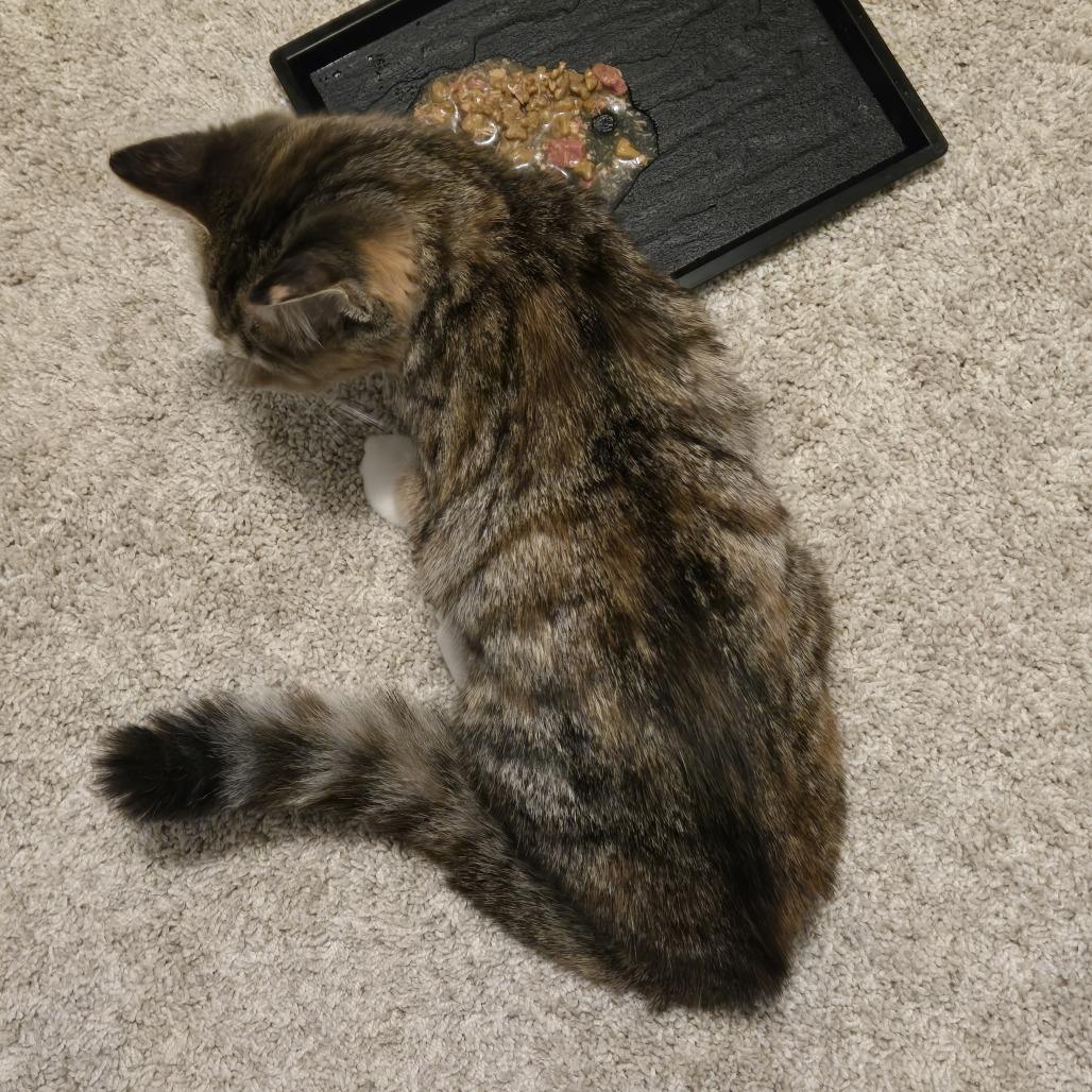 Enlarge Lilo in Arnold, MD, a Adoptable Domestic Short Hair in Alexandria, VA image 3/6