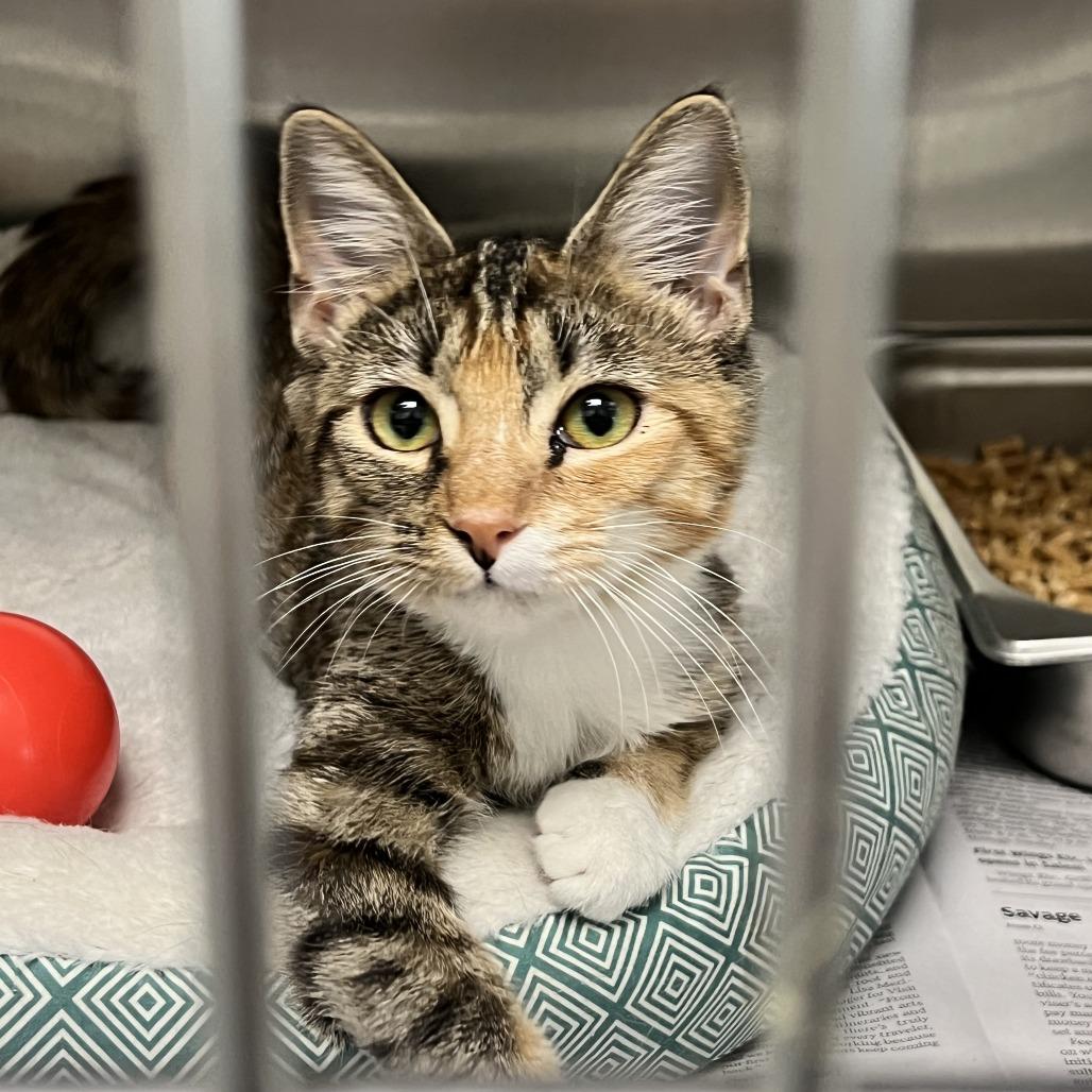 Enlarge Lilo in Arnold, MD, a Adoptable Domestic Short Hair in Alexandria, VA image 4/6