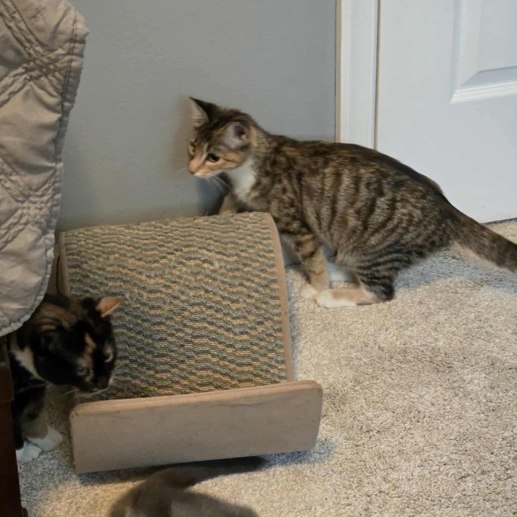 Enlarge Lilo in Arnold, MD, a Adoptable Domestic Short Hair in Alexandria, VA image 5/6