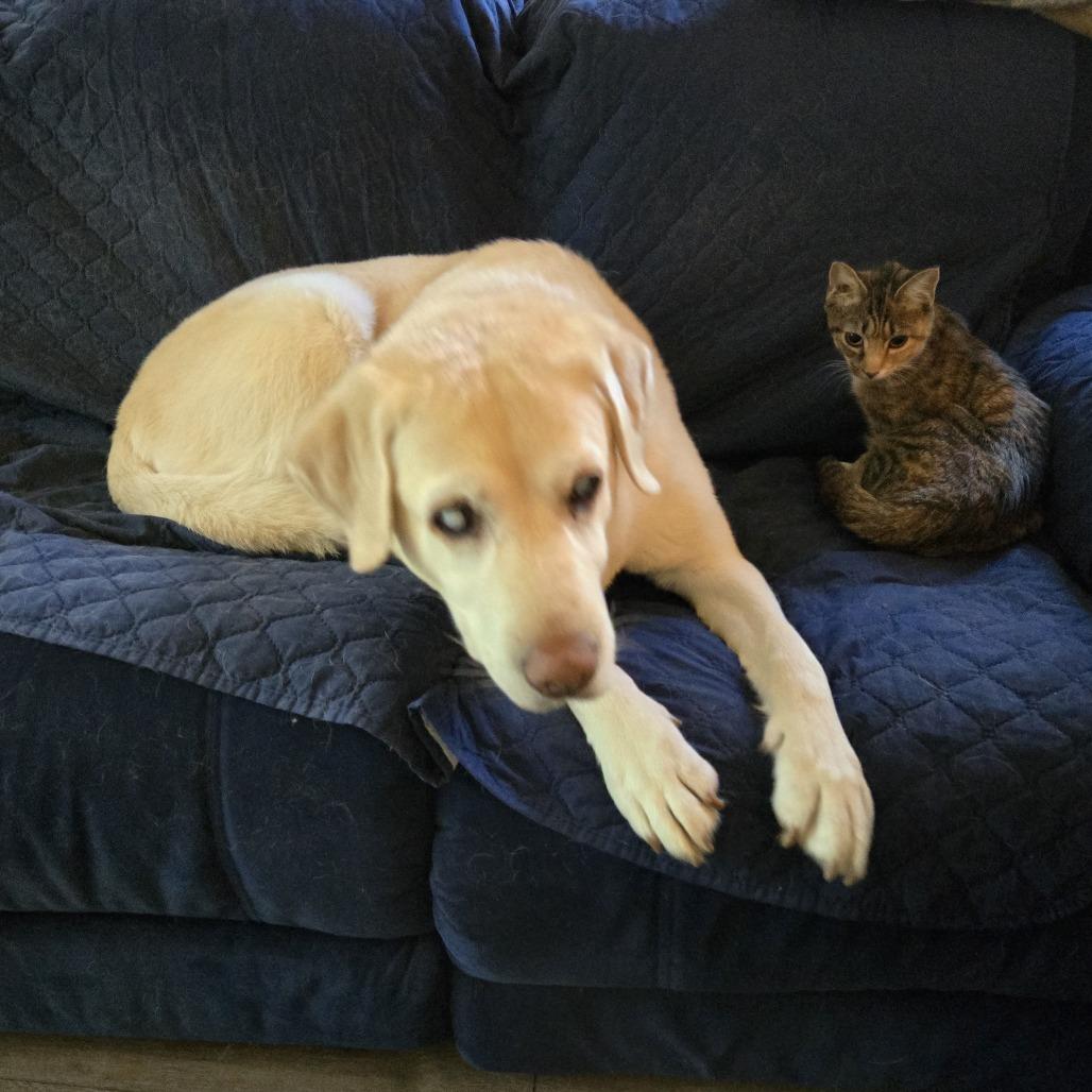 Enlarge Lilo in Arnold, MD, a Adoptable Domestic Short Hair in Alexandria, VA image 6/6