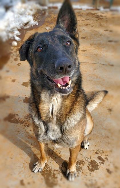 Enlarge Kendra, a ADOPTABLE Belgian Shepherd / Malinois in Lakeside, AZ image 1/1