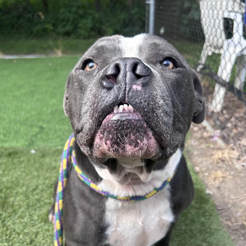 Magic, Adoptable, Adult Male Mixed Breed.