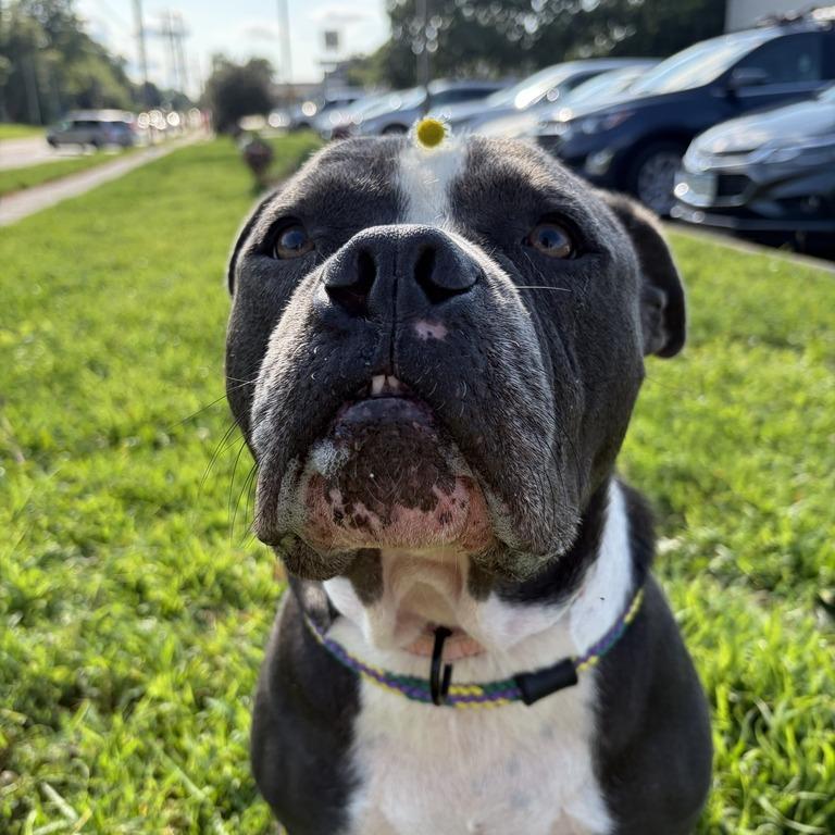 Enlarge Magic, a Adoptable Mixed Breed in Davenport, IA image 2/6