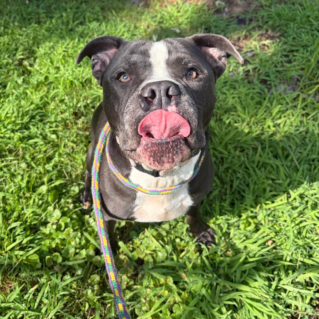 Enlarge Magic, a Adoptable Mixed Breed in Davenport, IA image 3/6