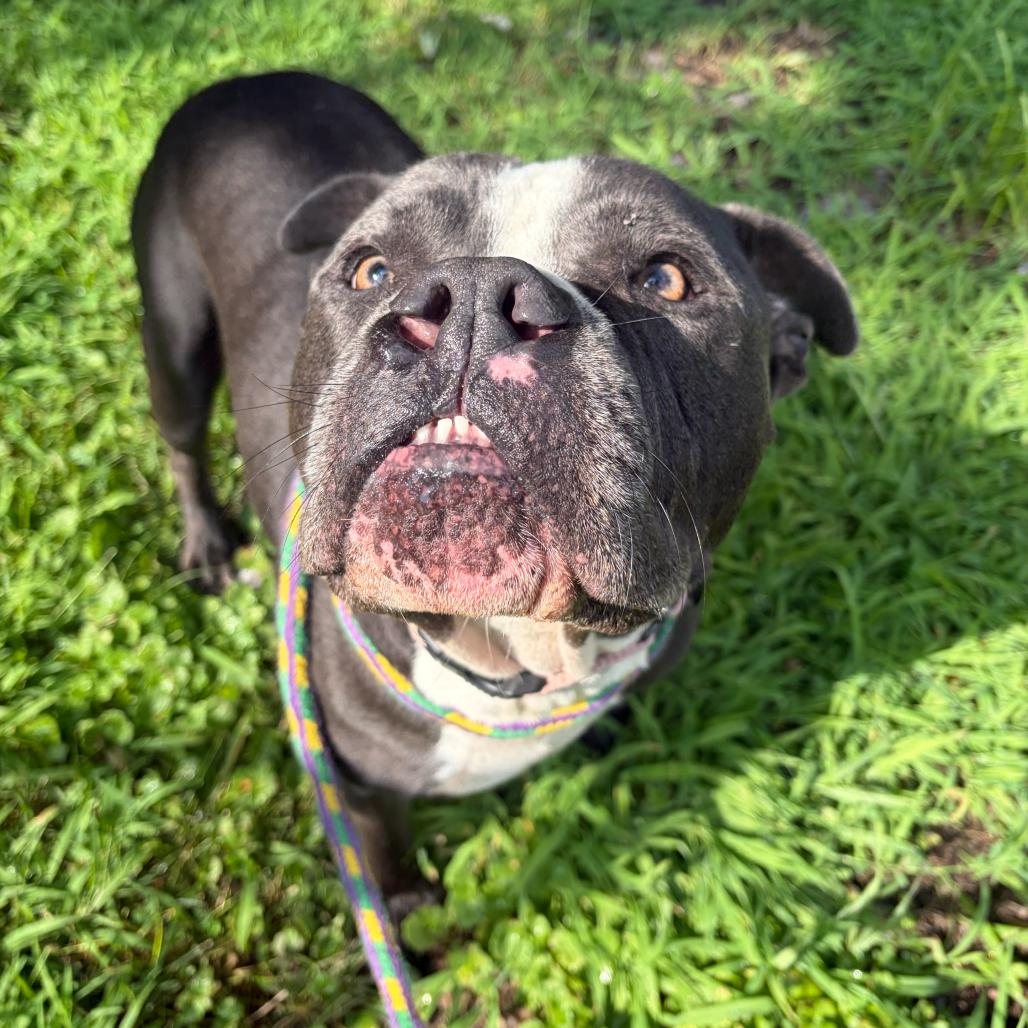 Enlarge Magic, a Adoptable Mixed Breed in Davenport, IA image 4/6