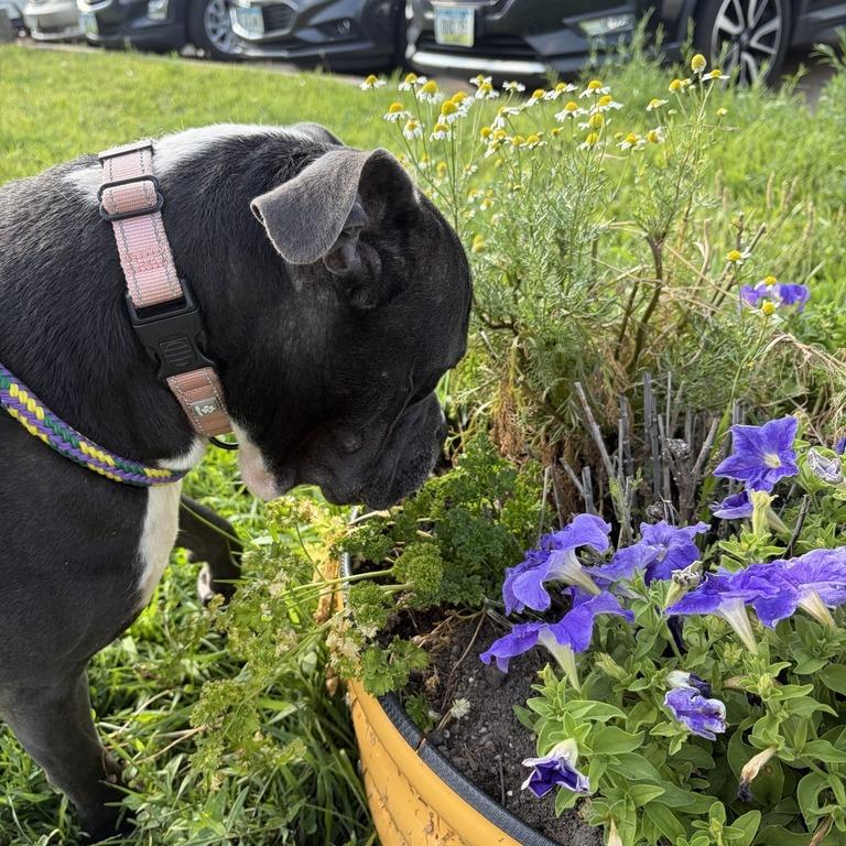 Enlarge Magic, a Adoptable Mixed Breed in Davenport, IA image 5/6