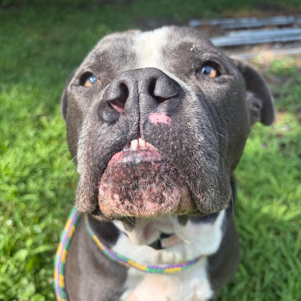 Enlarge Magic, a Adoptable Mixed Breed in Davenport, IA image 6/6