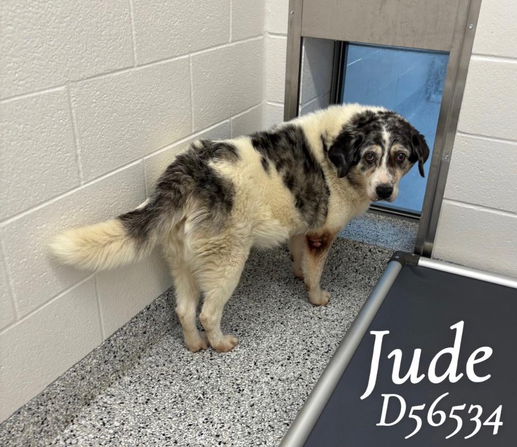 Jude, Adoptable, Senior Female Australian Shepherd.