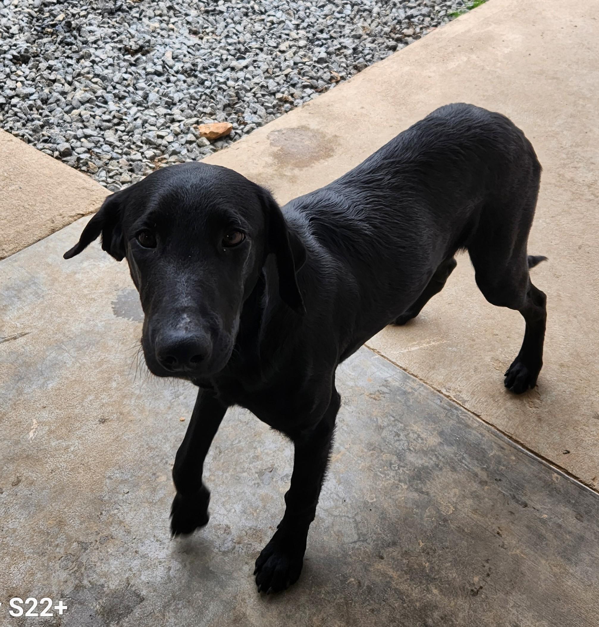 Enlarge Christopher, a ADOPTABLE mixed breed in Siloam Springs, AR image 1/3