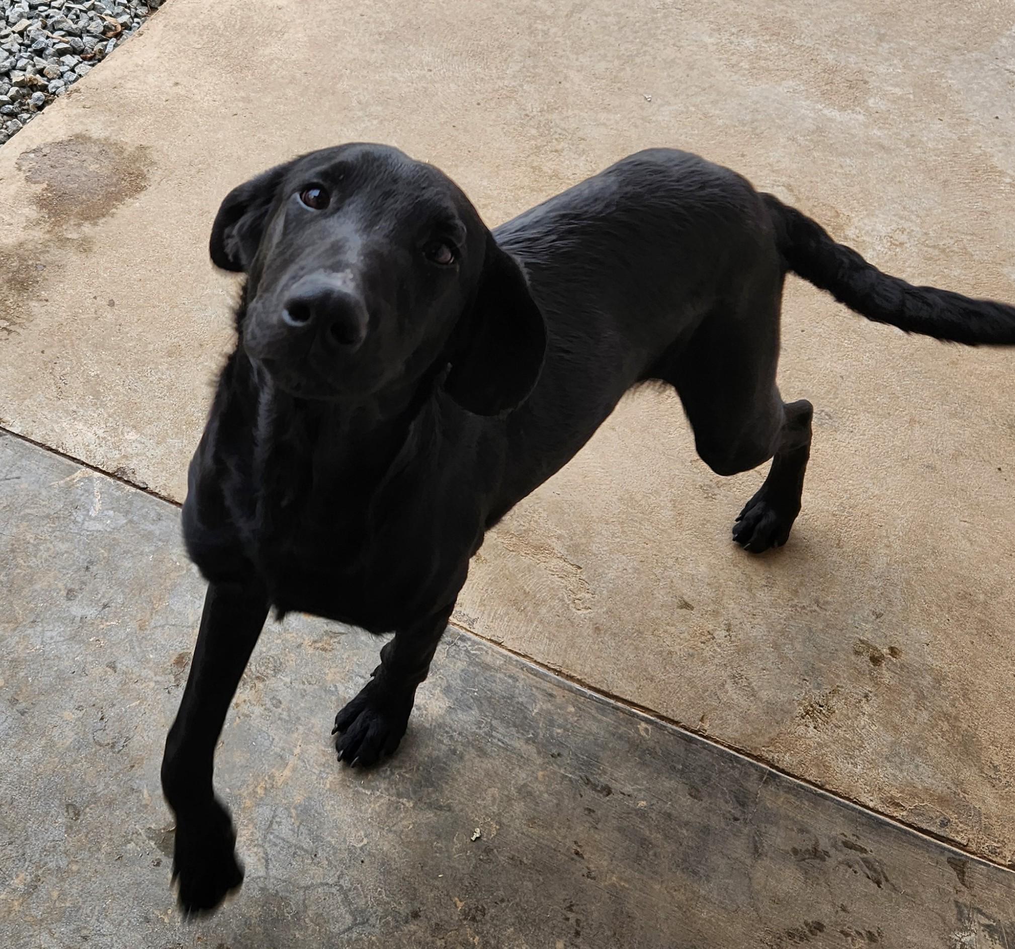 Enlarge Christopher, a ADOPTABLE mixed breed in Siloam Springs, AR image 2/3