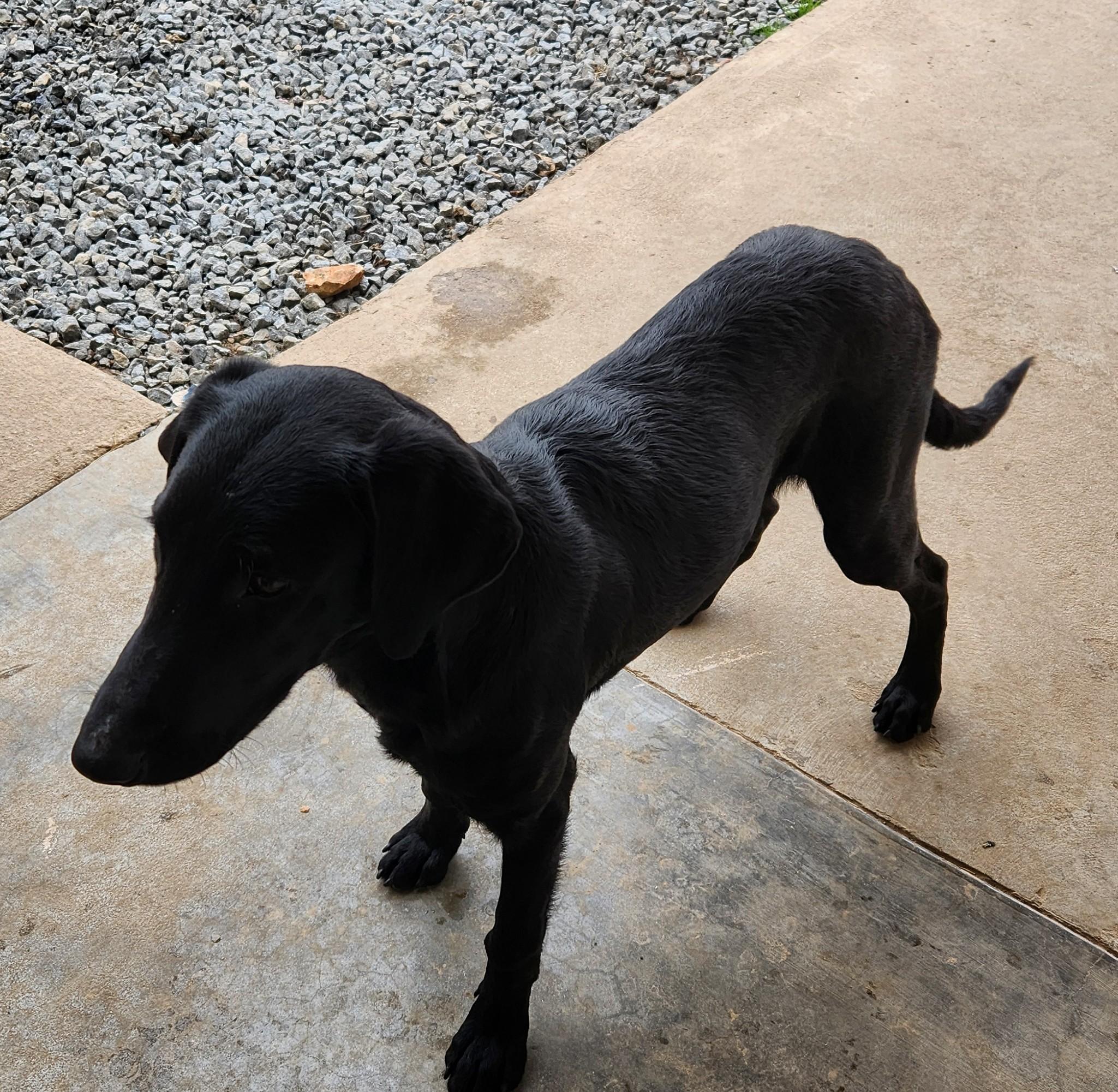Enlarge Christopher, a ADOPTABLE mixed breed in Siloam Springs, AR image 3/3