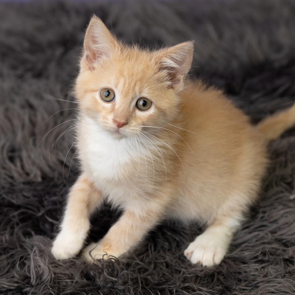 Sheena, a Adoptable Domestic Short Hair in St. Paul, MN image 1/6