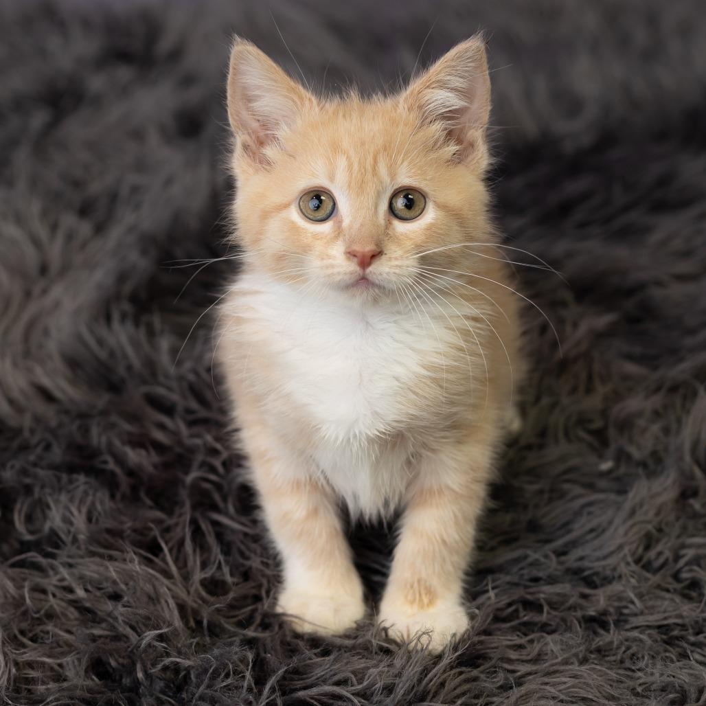 Sheena, a Adoptable Domestic Short Hair in St. Paul, MN image 2/6