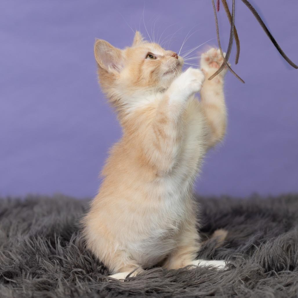 Sheena, a Adoptable Domestic Short Hair in St. Paul, MN image 3/6
